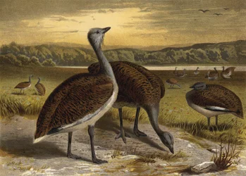 Great Bustard